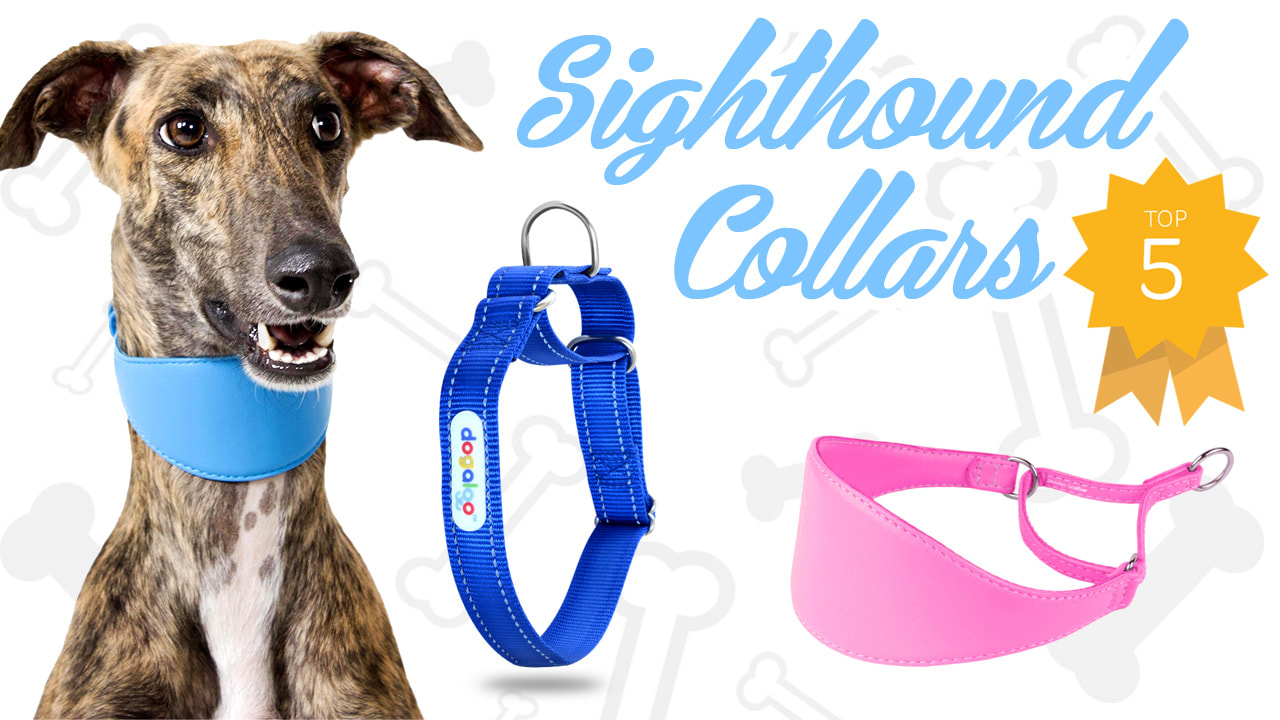 sighthound-dog-collars